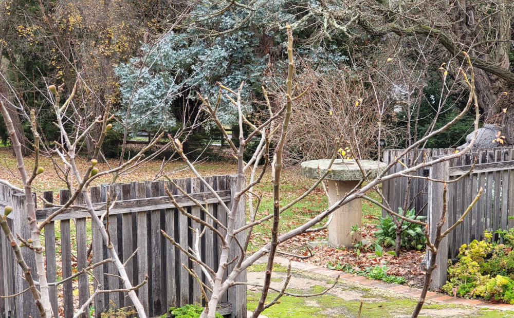 Mary’s Garden, a heritage style kitchen garden – winter pruning session
