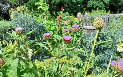 Afternoon Tea with the Pollinators