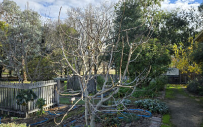 Community Heritage Garden – Winter Pruning and Shaded Gardening